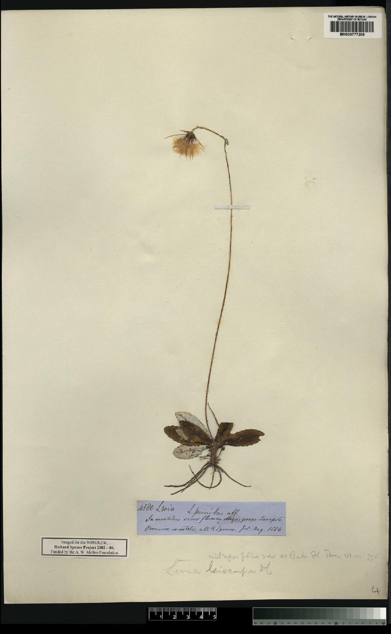 Chaptalia pumila