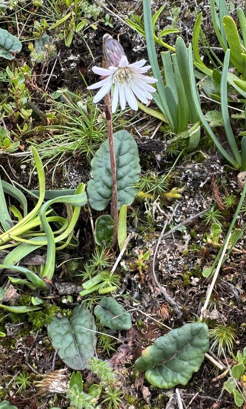 Chaptalia rotundifolia