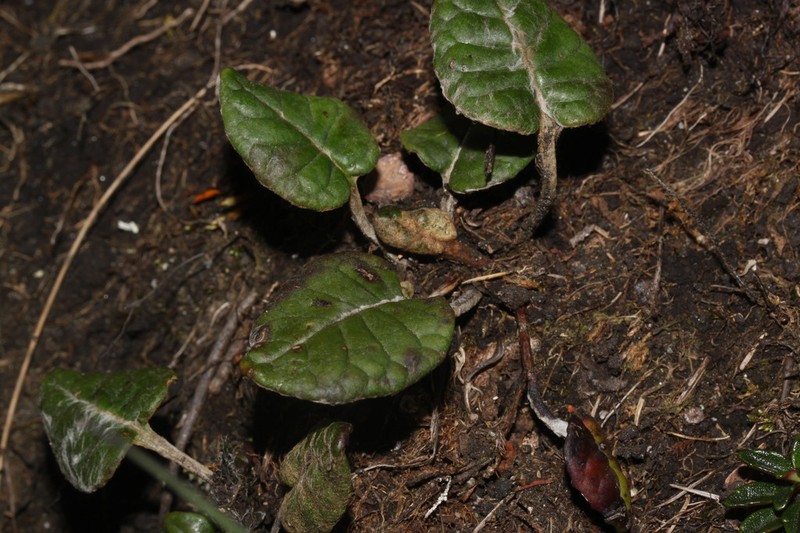 Chaptalia rotundifolia photo 2