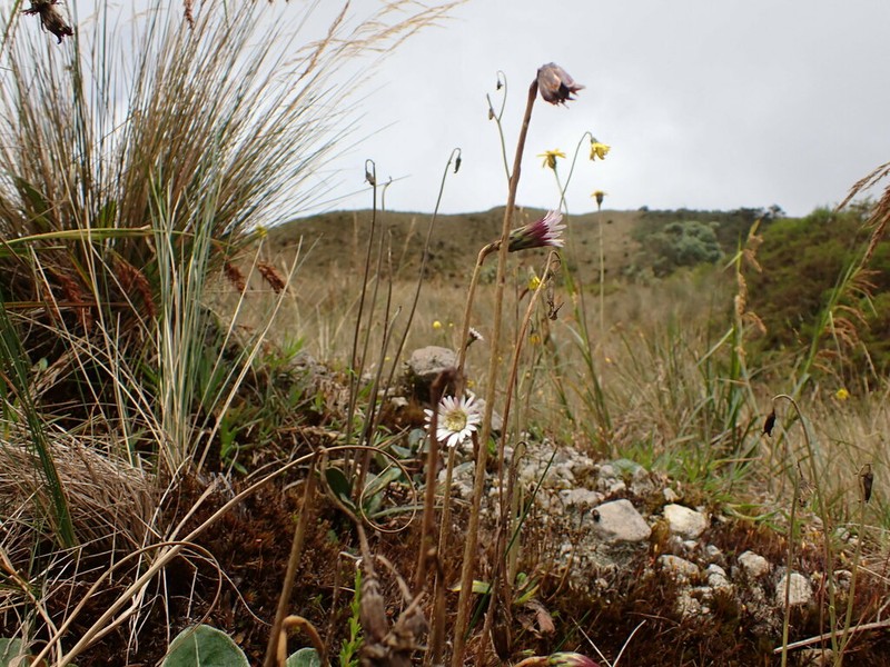 Chaptalia rotundifolia photo 3