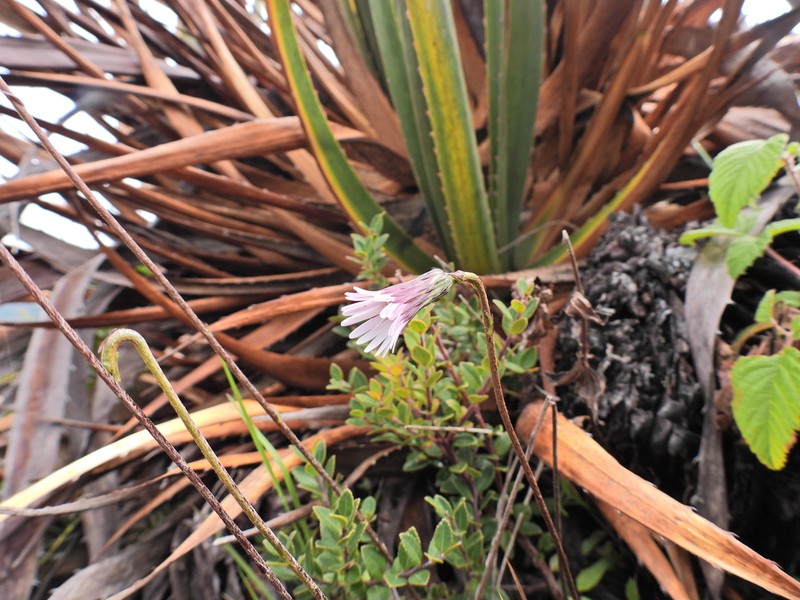 Chaptalia rotundifolia photo 4