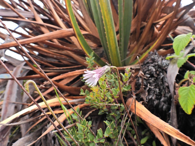 Chaptalia rotundifolia photo 5