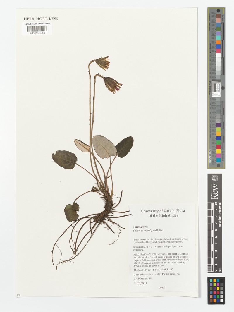 Chaptalia rotundifolia photo 6