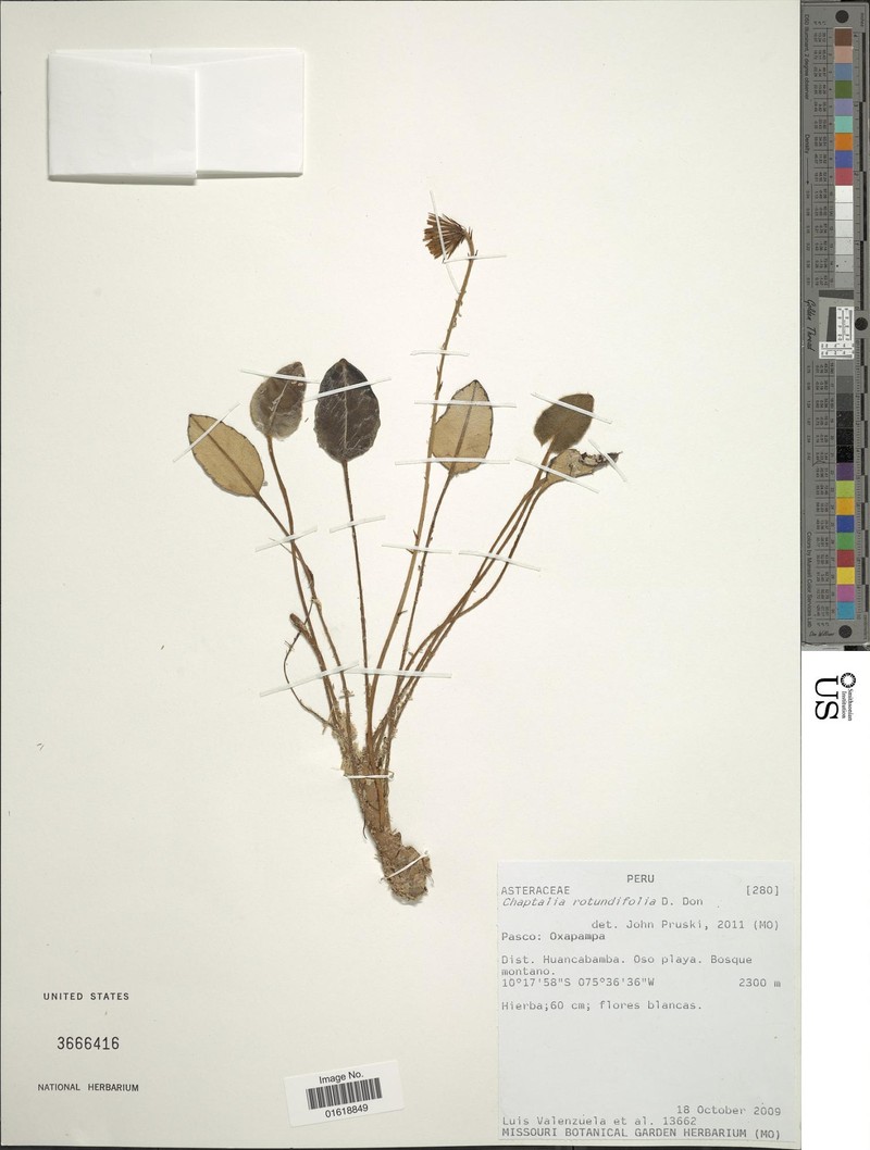 Chaptalia rotundifolia photo 7