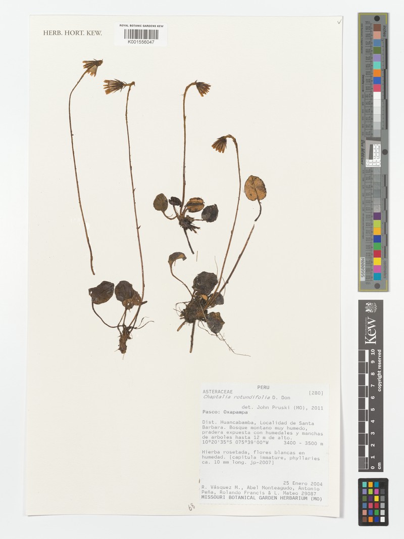 Chaptalia rotundifolia photo 8