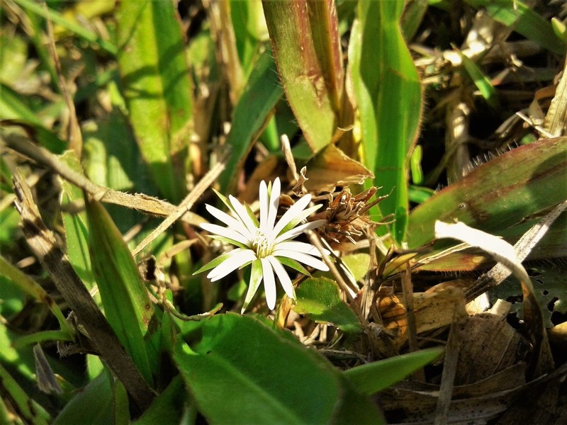 Chaptalia runcinata