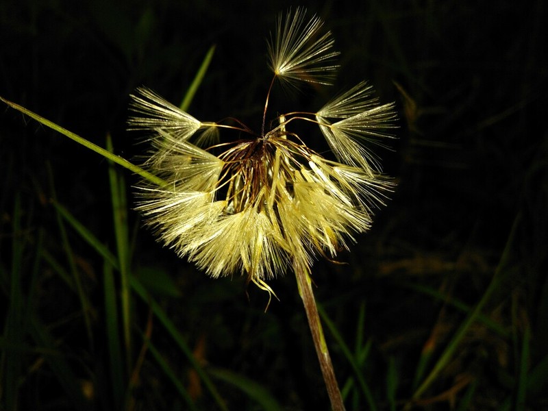 Chaptalia runcinata photo 4