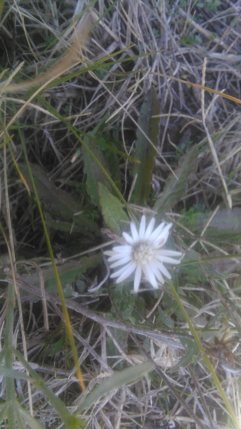 Chaptalia runcinata photo 8