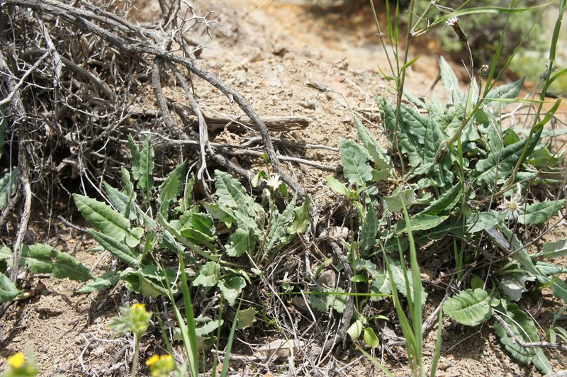 Chaptalia similis