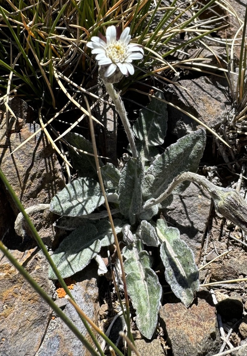 Chaptalia similis photo 2