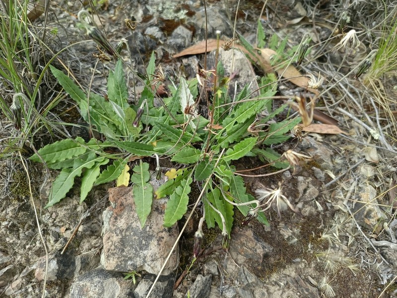 Chaptalia similis photo 3