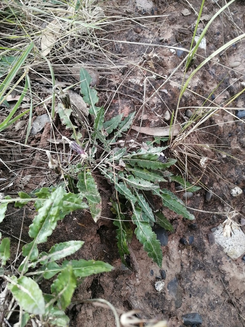 Chaptalia similis photo 5