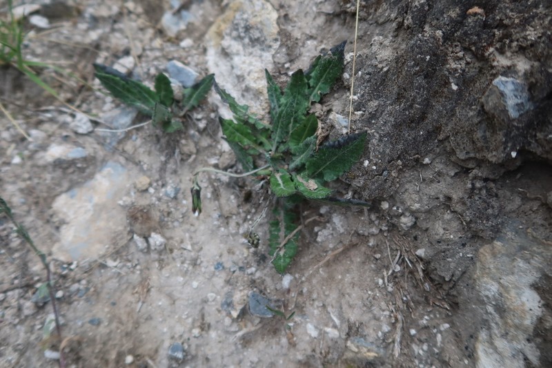 Chaptalia similis photo 6