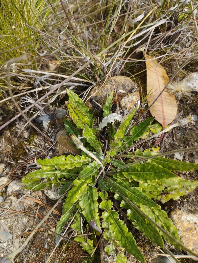 Chaptalia similis photo 8