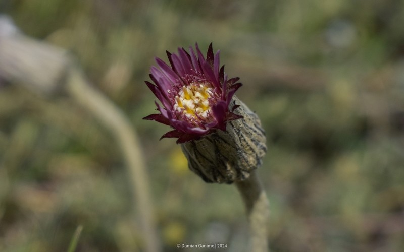 Chaptalia sinuata