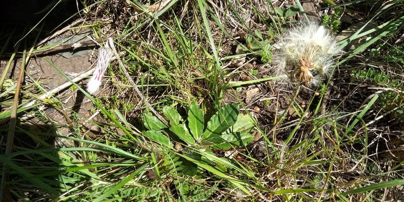 Chaptalia sinuata photo 2