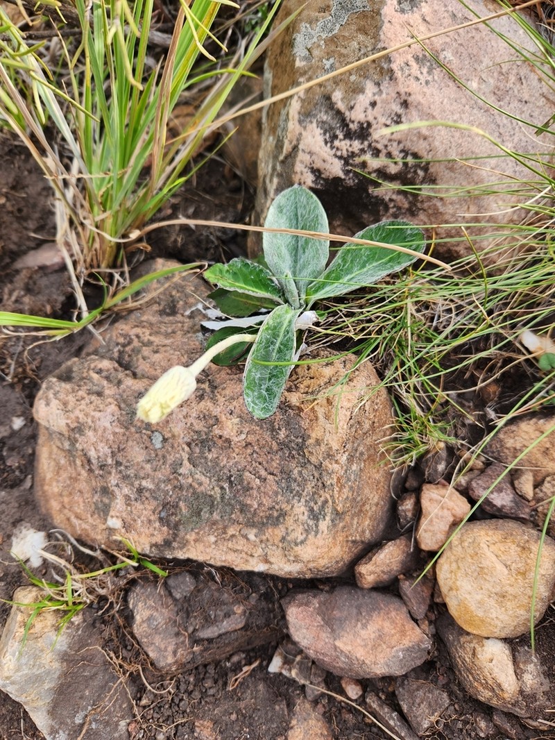 Chaptalia sinuata photo 3