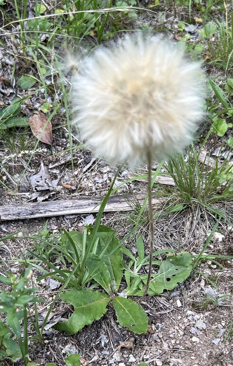 Chaptalia sinuata photo 4