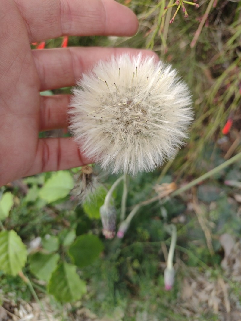 Chaptalia sinuata photo 5