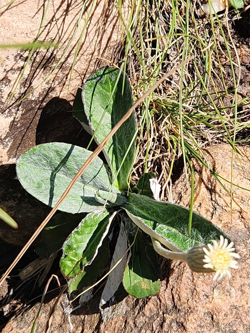 Chaptalia sinuata photo 6