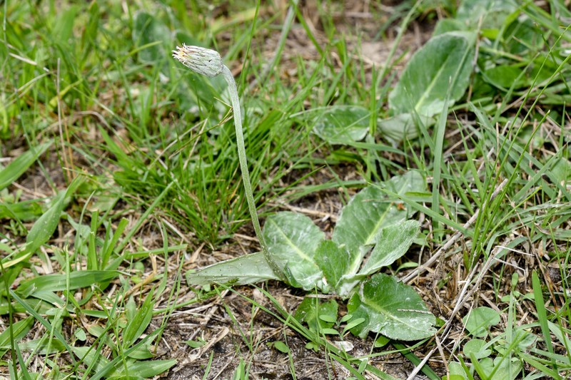 Chaptalia sinuata photo 7