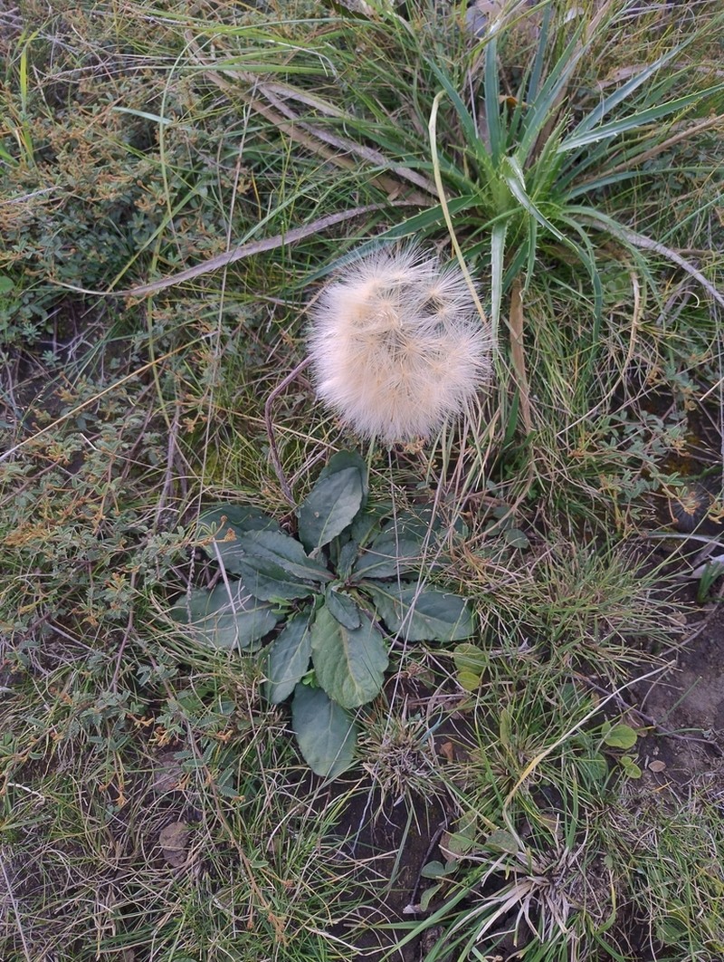 Chaptalia sinuata photo 8