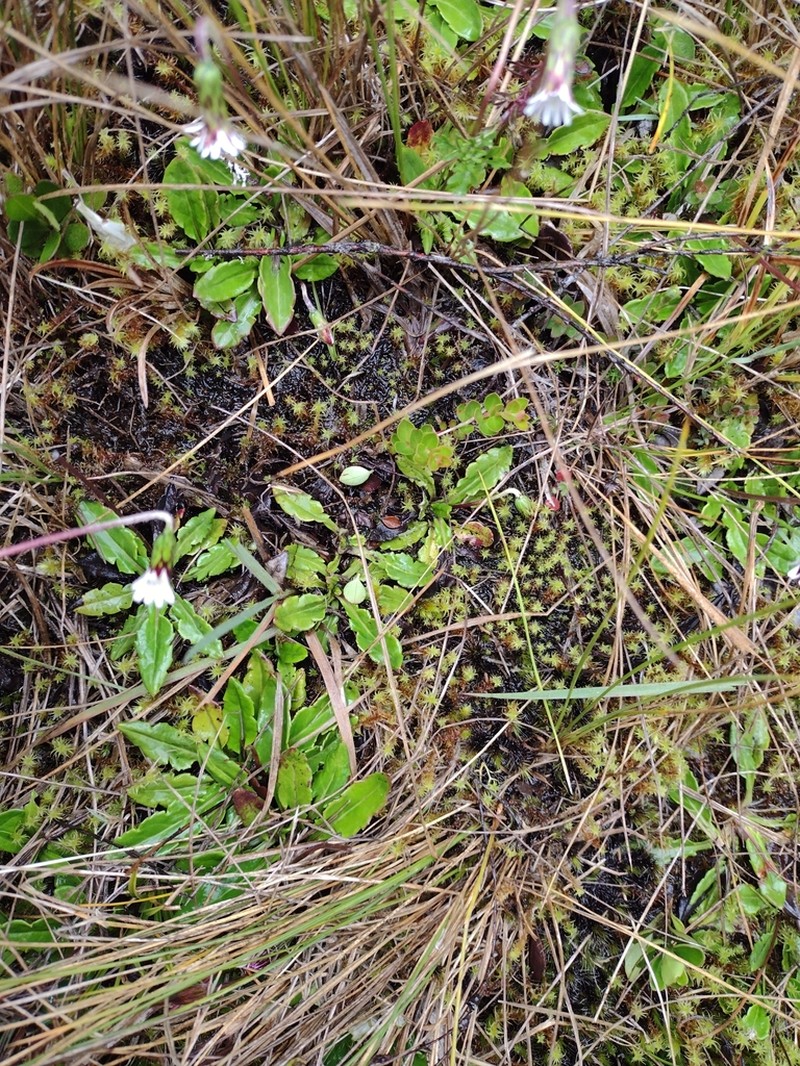 Chaptalia stuebelii