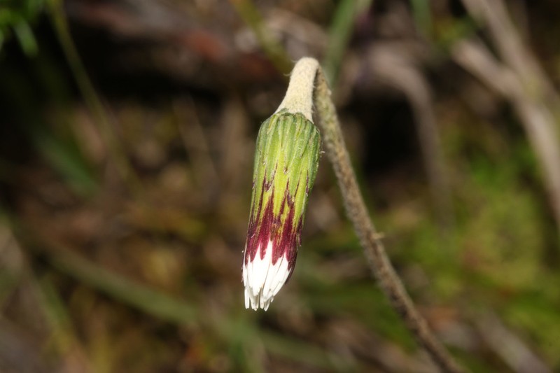 Chaptalia stuebelii photo 2
