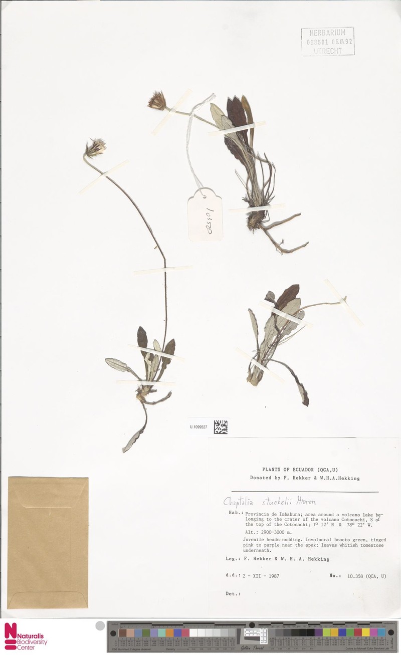 Chaptalia stuebelii photo 3