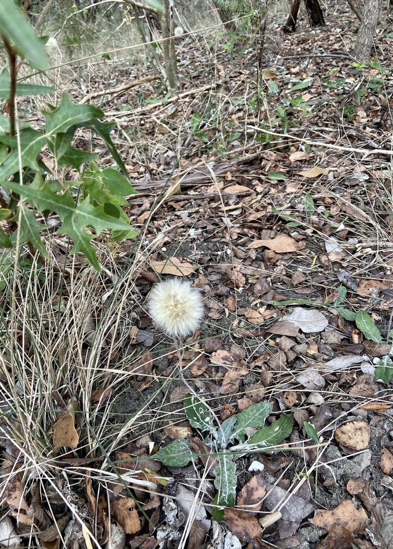 Silverpuff photo 4