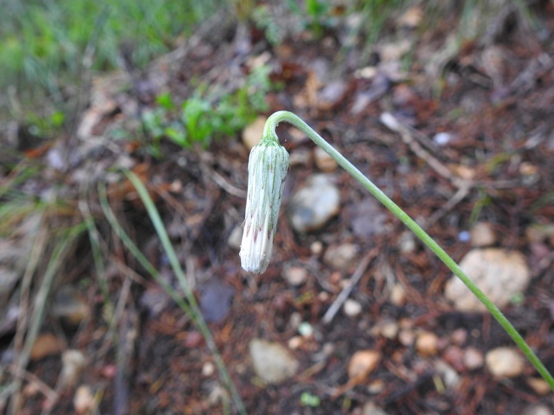 Silverpuff photo 5