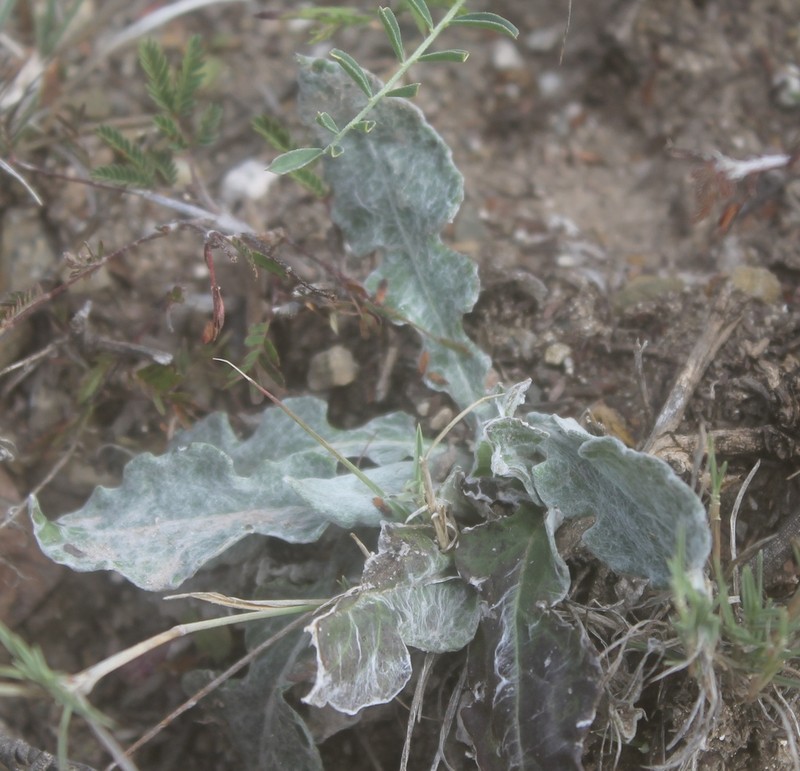 Chaptalia transiliens
