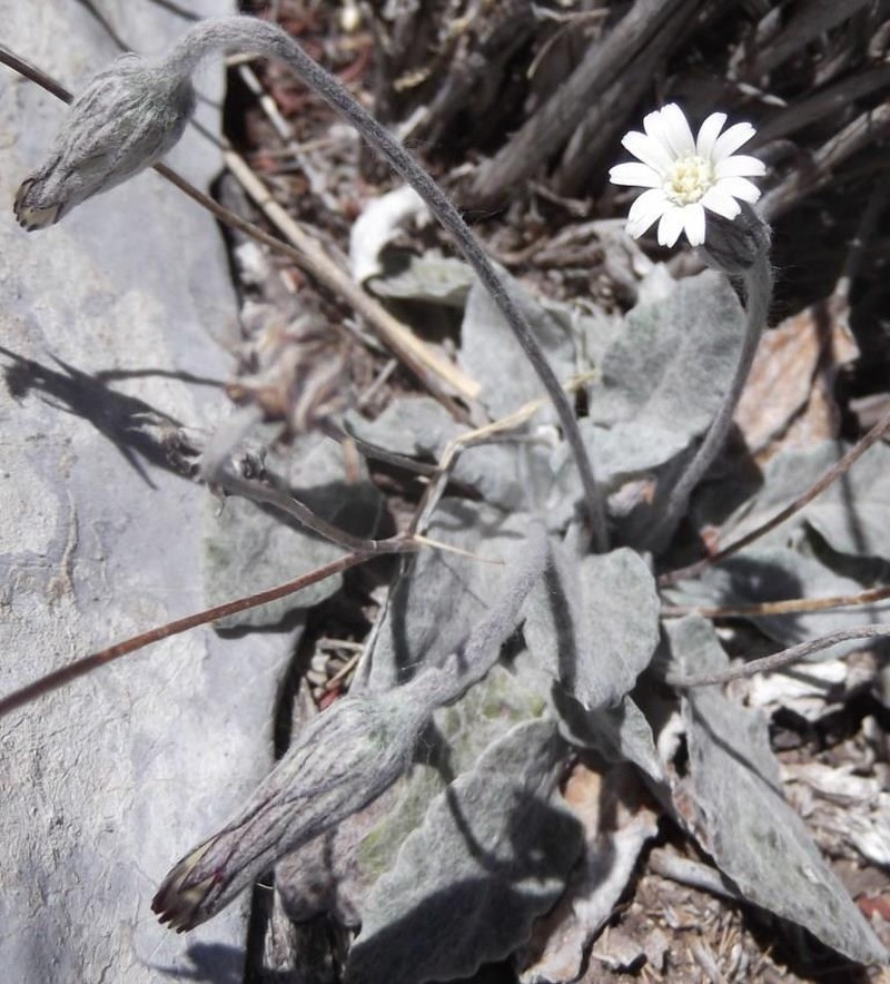 Chaptalia transiliens photo 2