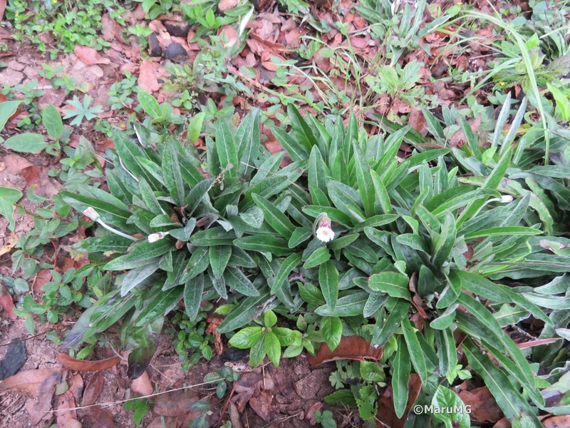Chaptalia transiliens photo 3