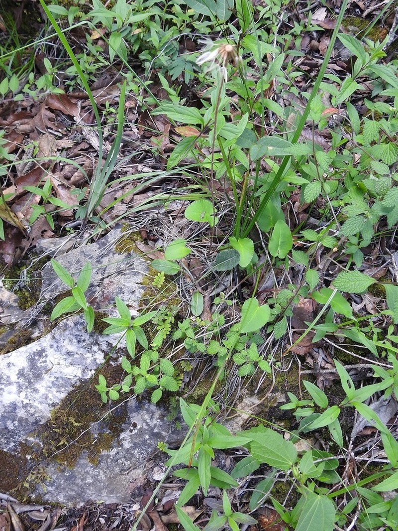 Chaptalia transiliens photo 4