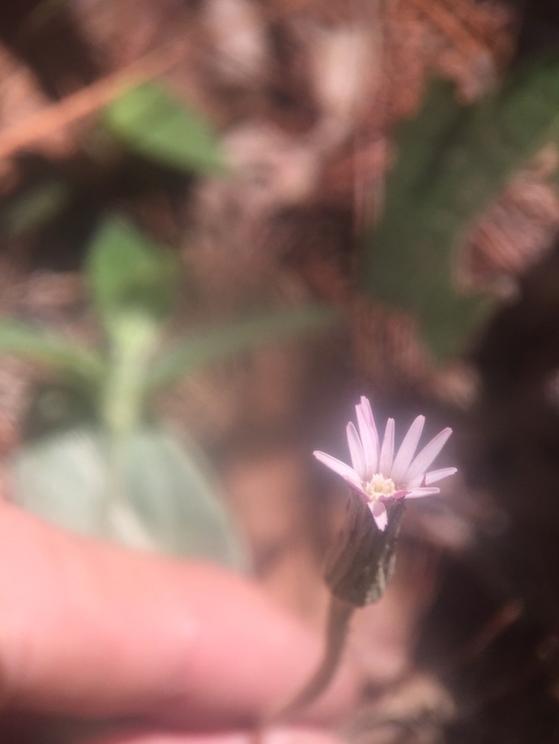 Chaptalia transiliens photo 5