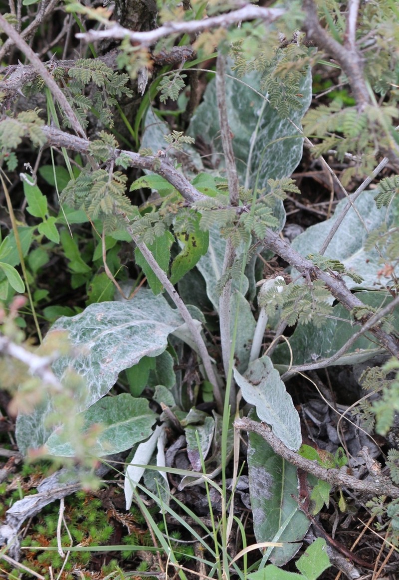 Chaptalia transiliens photo 6