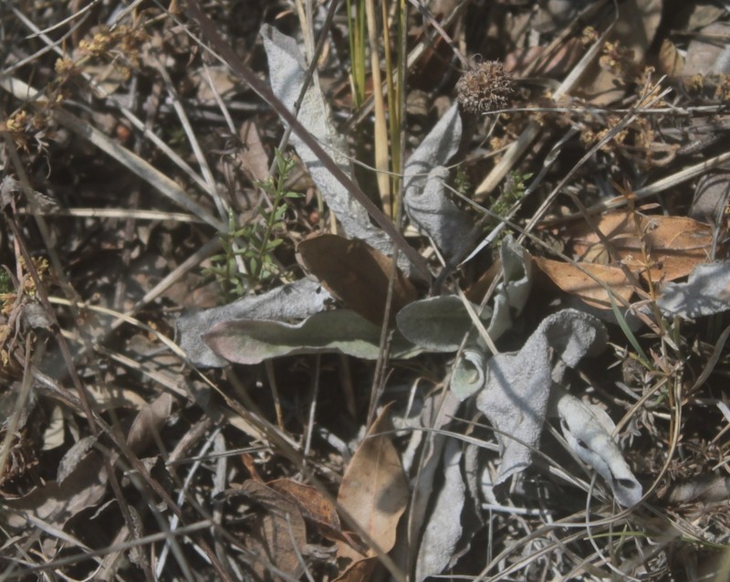 Chaptalia transiliens photo 7