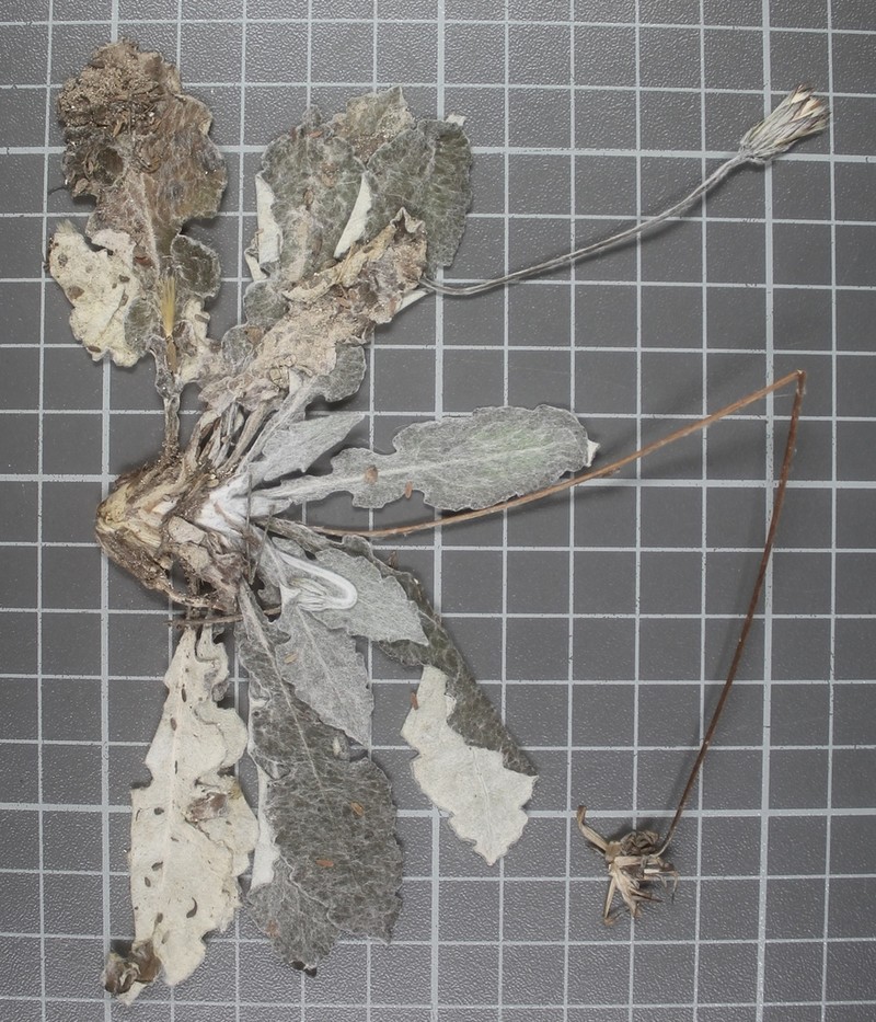 Chaptalia transiliens photo 8