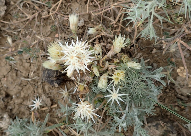 Chardinia orientalis