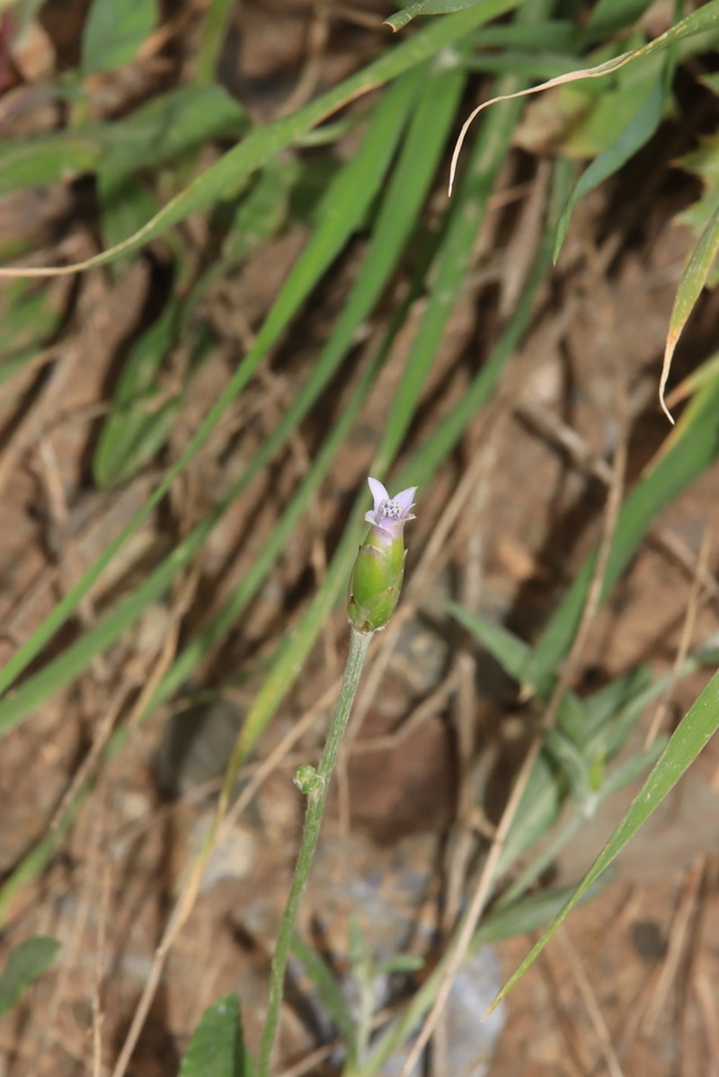 Chardinia orientalis photo 2
