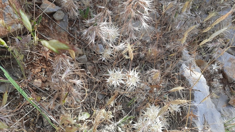 Chardinia orientalis photo 3