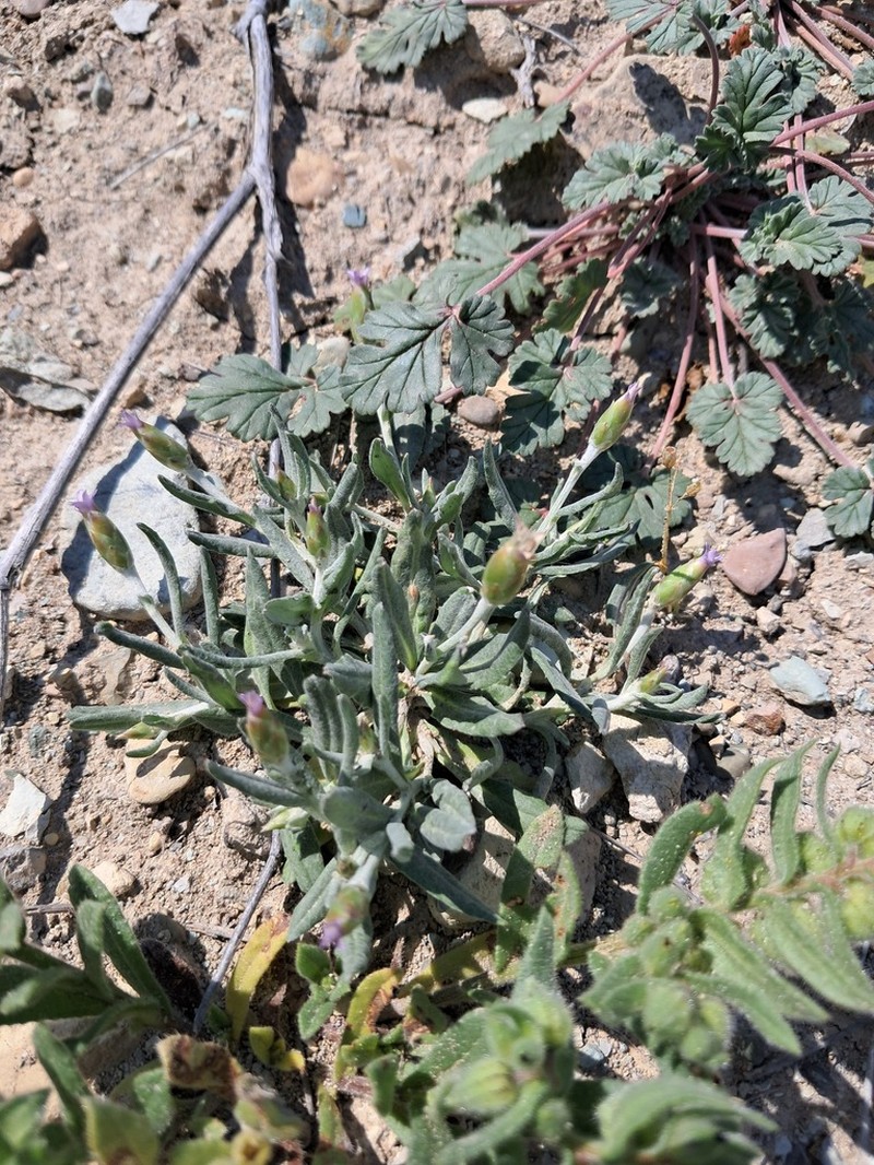 Chardinia orientalis photo 4