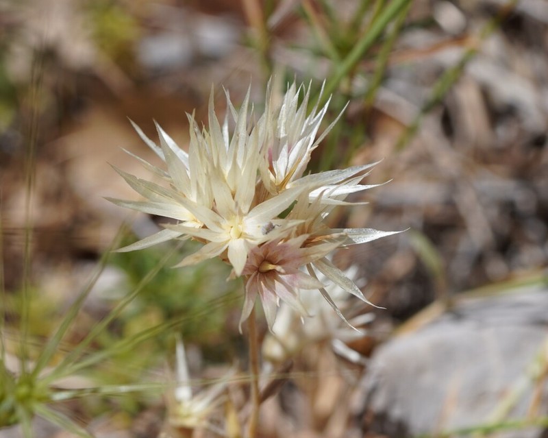 Chardinia orientalis photo 5