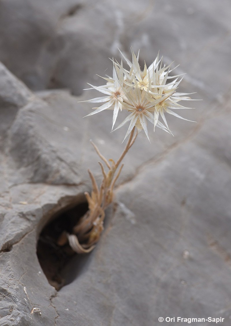 Chardinia orientalis photo 6