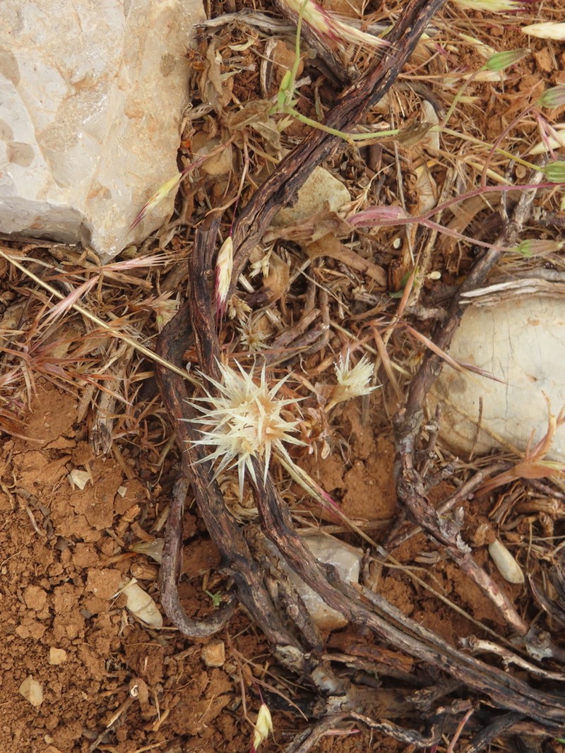 Chardinia orientalis photo 7
