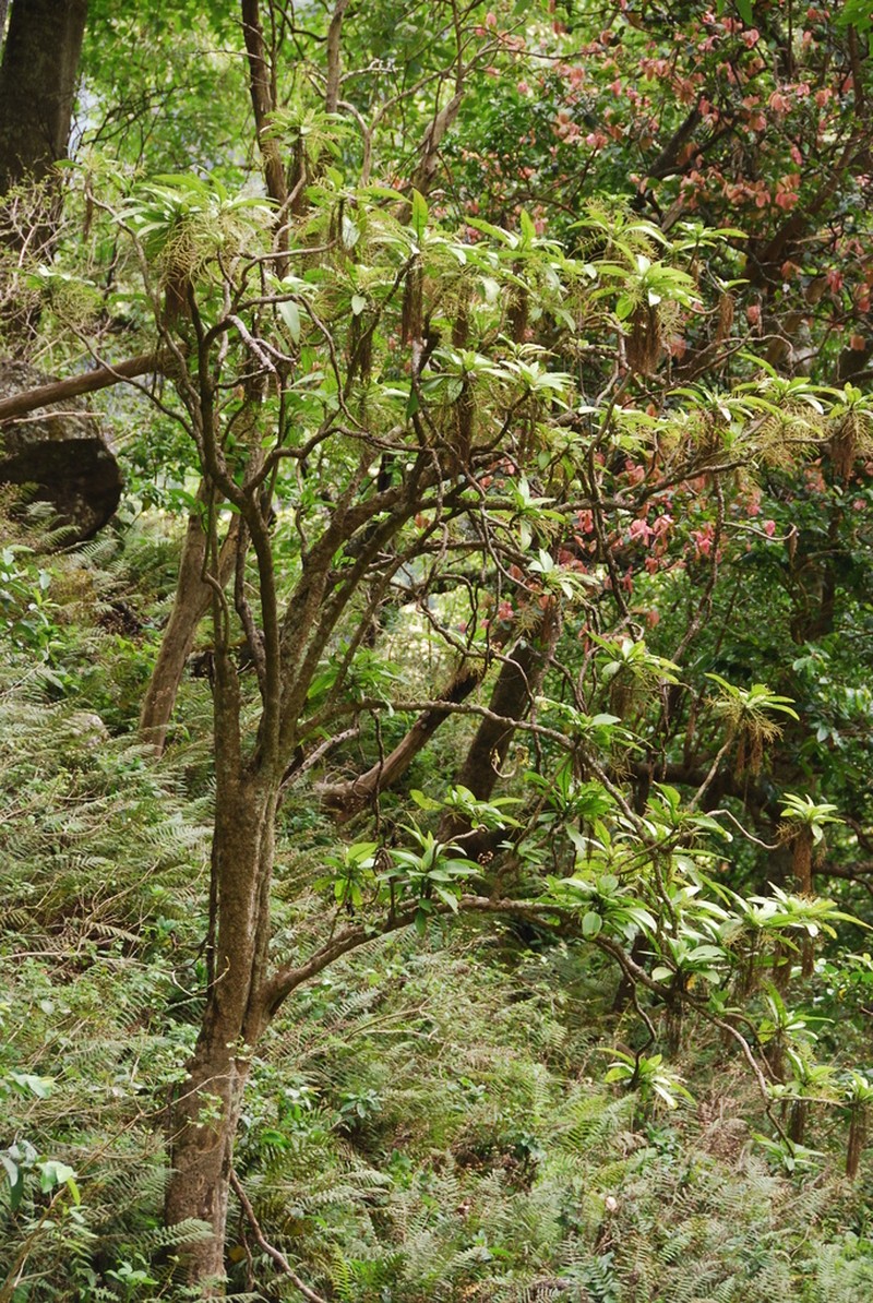 Napali Coast Papala photo 7