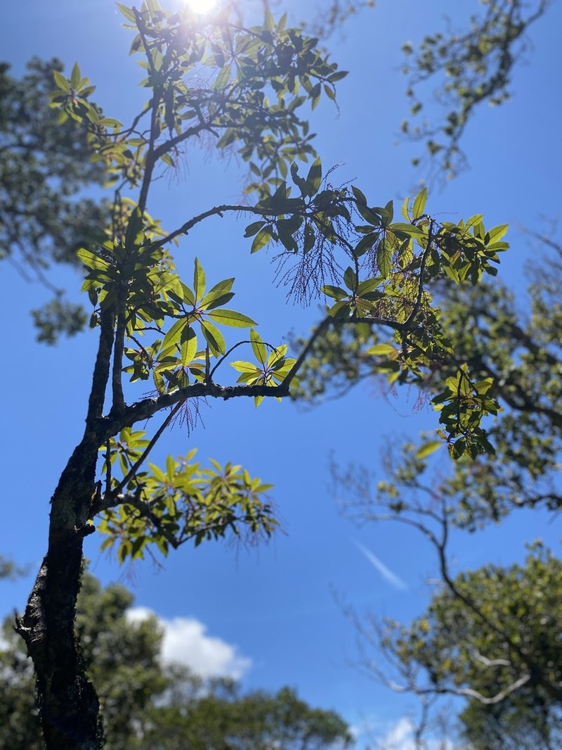 Ellipticleaf Papala