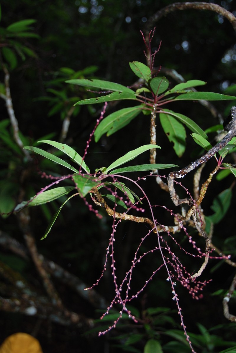 Ellipticleaf Papala photo 3