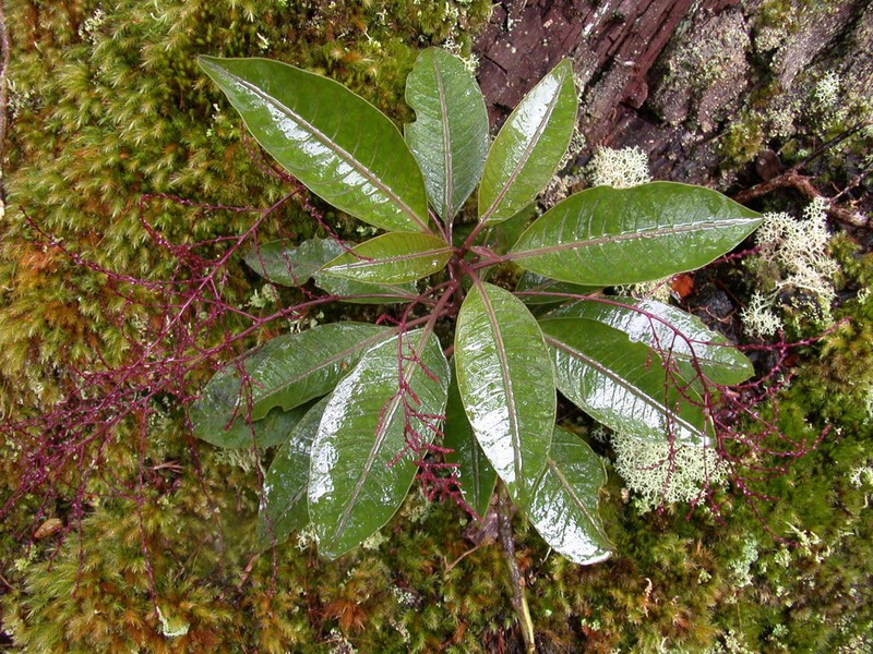 Ellipticleaf Papala photo 5
